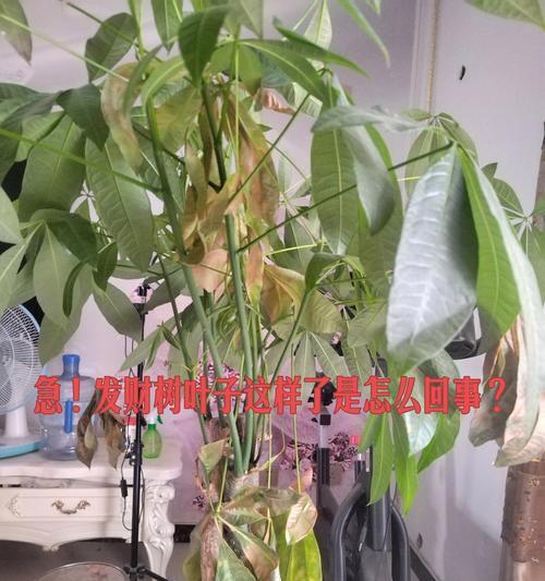 发财树大叶子发黄的原因及处理方法是什么？