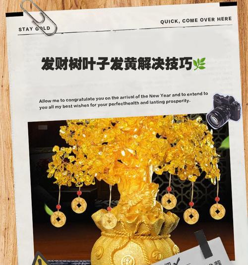 发财树大叶子发黄的原因及处理方法是什么？