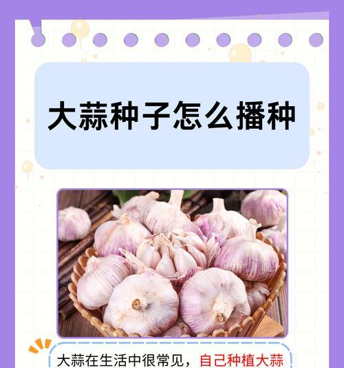 蒜施肥的小技巧有哪些？如何正确施肥促进大蒜生长？