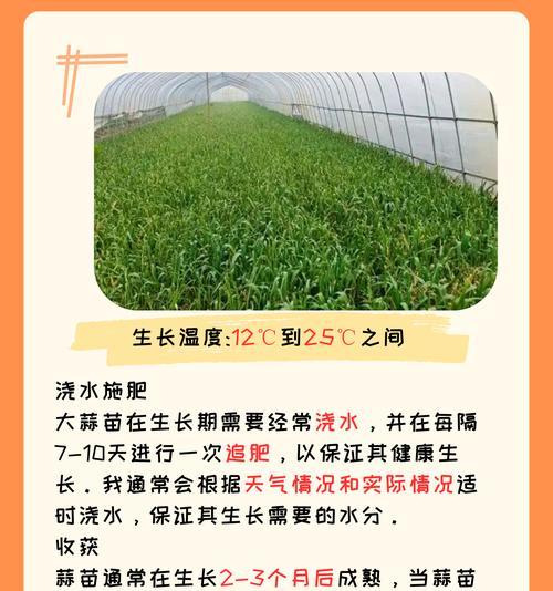 蒜施肥的小技巧有哪些？如何正确施肥促进大蒜生长？