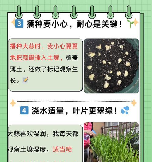 蒜施肥的小技巧有哪些？如何正确施肥促进大蒜生长？