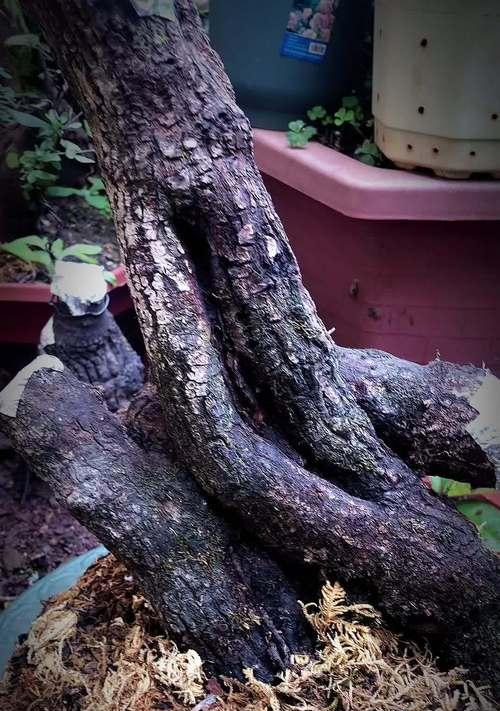 马槽盆景的制作技巧有哪些？如何使其更美观？