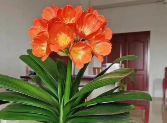 君子兰扇子花盆的正确摆放方法是什么？