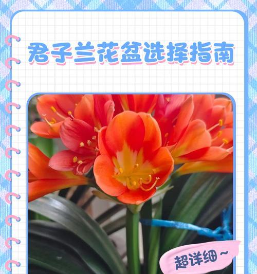 君子兰扇子花盆的正确摆放方法是什么？