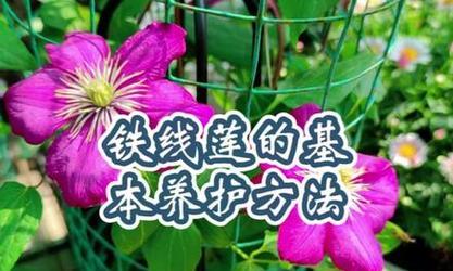 铁线莲春季发芽状态如何？如何促进其健康生长？