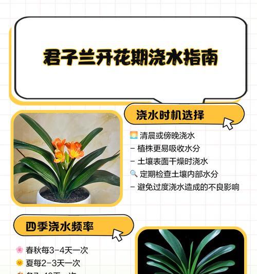 君子兰加油养护怎么养？日常管理的要点是什么？