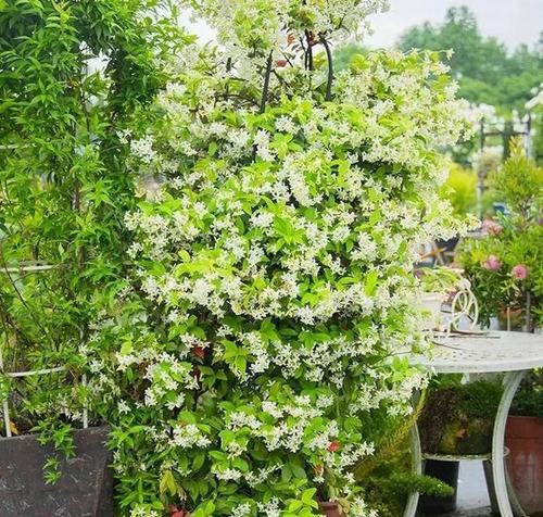 耐晒植物露台种植方法有哪些？如何选择合适的植物？