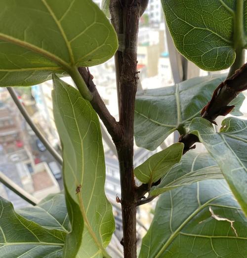耐晒植物露台种植方法有哪些？如何选择合适的植物？