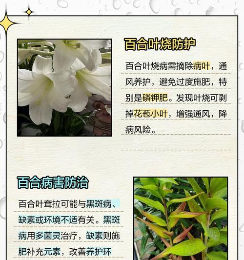 百合叶子从上往下发黄的原因是什么？