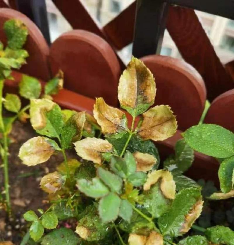 花花叶子发黄绿的原因是什么？如何进行有效处理？