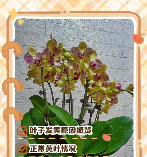 花花叶子发黄绿的原因是什么？如何进行有效处理？