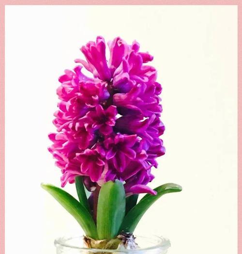 雄安水生植物品种有哪些？如何进行养护管理？