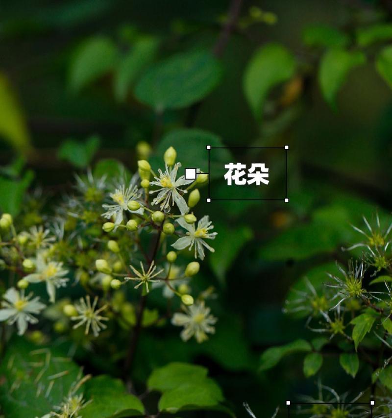 盆栽短尾铁线莲好养吗？正确的养护方法是什么？