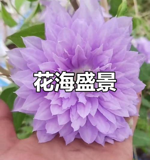 乌托邦与倒影铁线莲修剪技巧是什么？