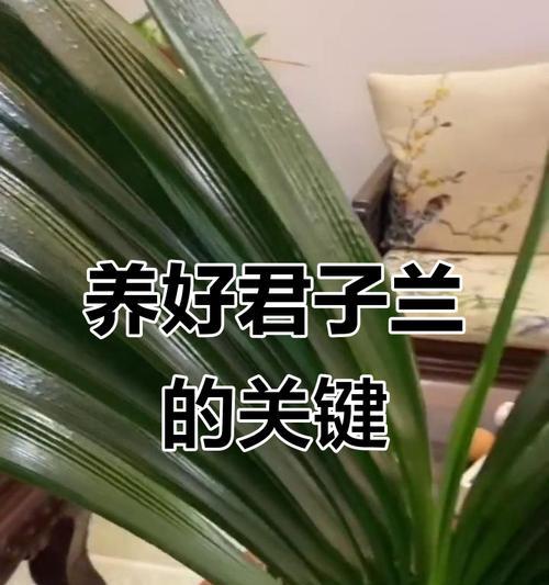 君子兰合盆花浇水技巧有哪些？