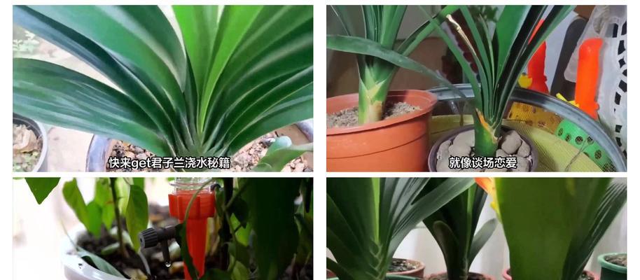 君子兰合盆花浇水技巧有哪些？