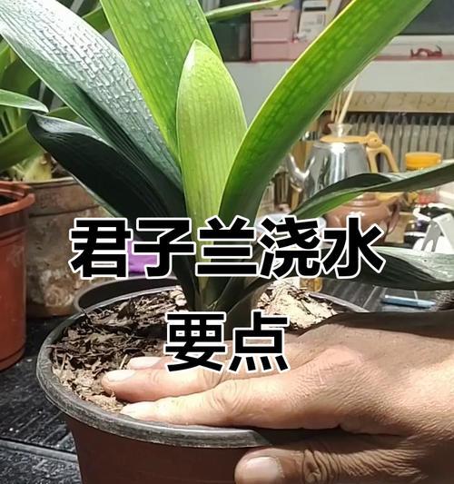 君子兰合盆花浇水技巧有哪些？