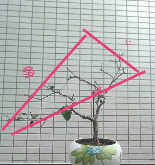 三角梅是否耐贫瘠？如何养护？