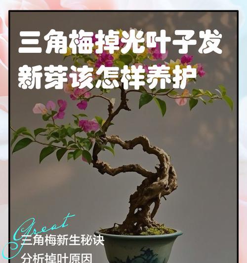 三角梅是否耐贫瘠？如何养护？