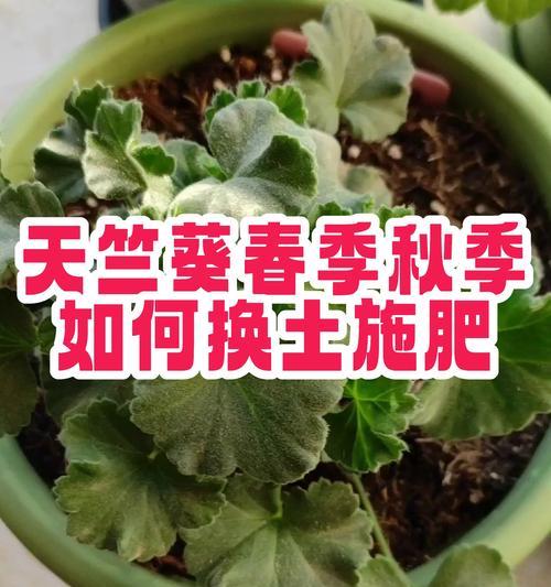 天竺葵长得过高的原因是什么？如何控制其生长？