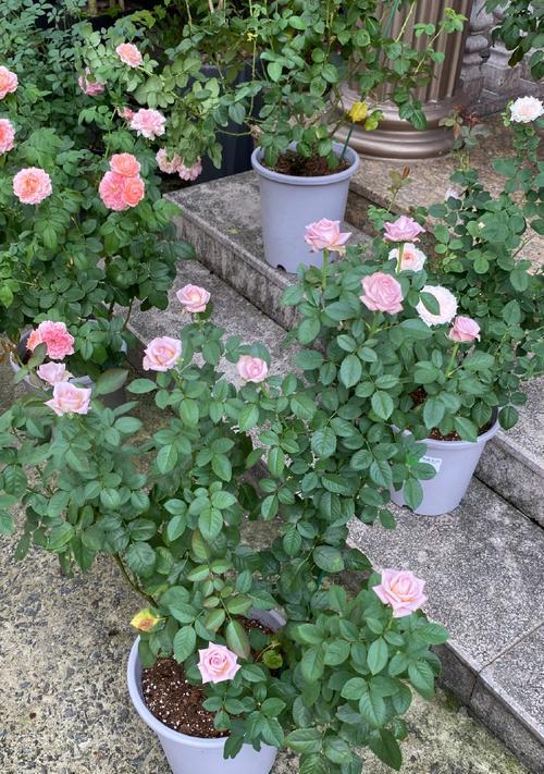 月季花朵小是什么原因？