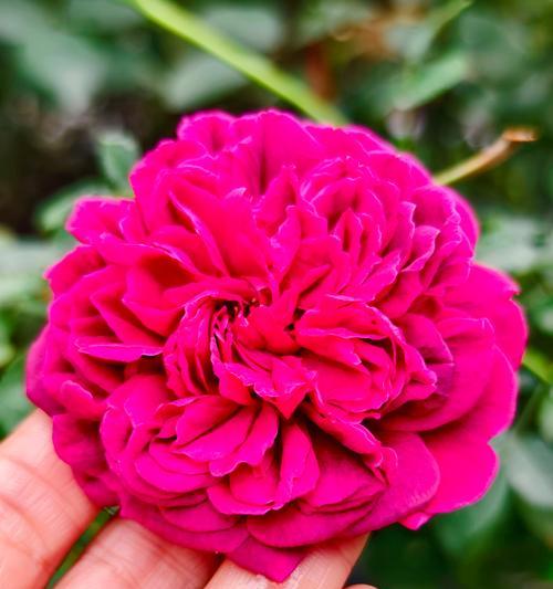 月季花朵小是什么原因？