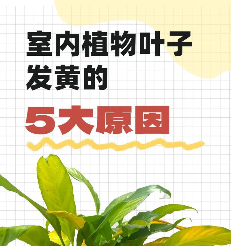 种植的玉米叶子发黄是什么原因？如何解决？