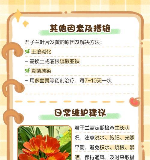 墨兰叶子发黄是什么原因？如何处理？