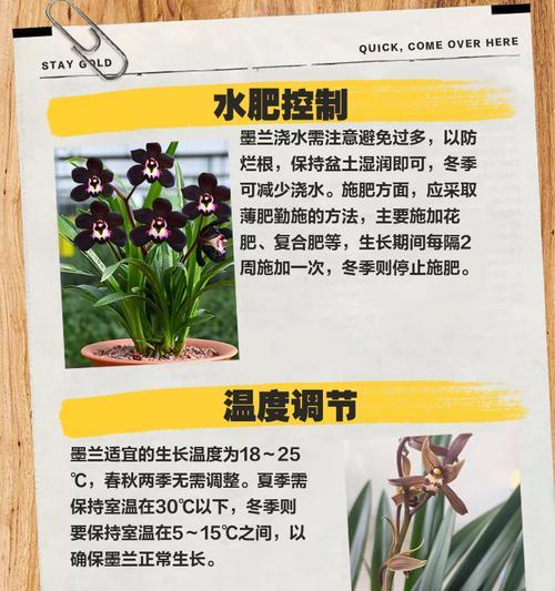 墨兰叶子发黄是什么原因？如何处理？