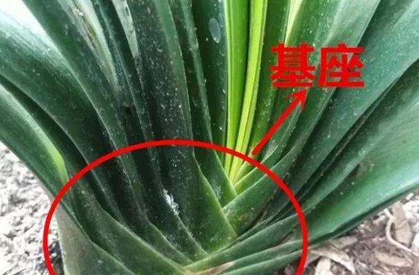 君子兰开花朝下代表什么含义？