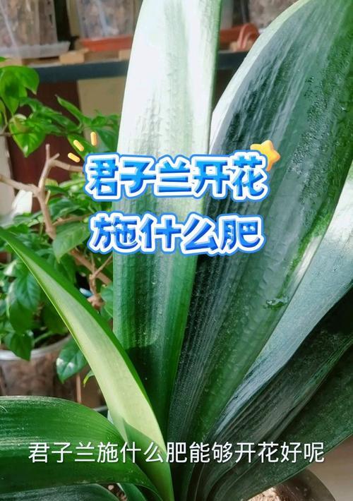 君子兰开花朝下代表什么含义？