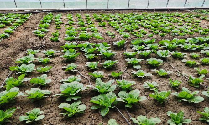 大油菜栽培的关键技术是什么？