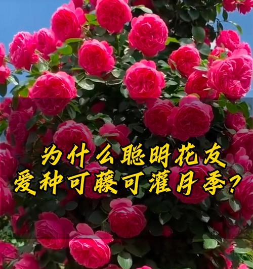 大棵月季怎么搭架？月季搭架的正确方法是什么？