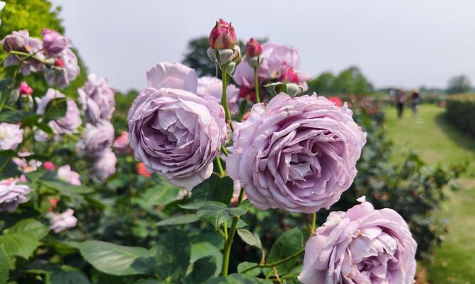 大棵月季怎么搭架？月季搭架的正确方法是什么？