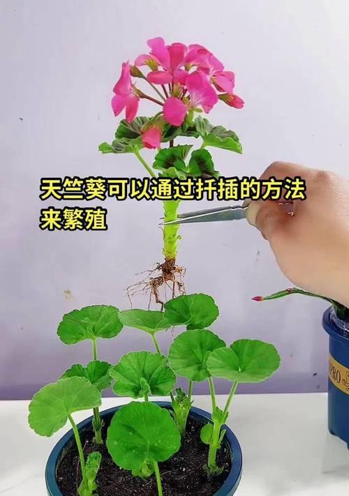 煤球种植天竺葵的方法是什么？