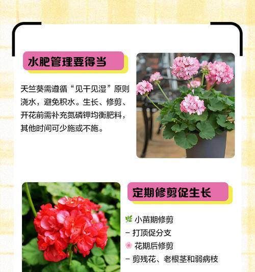 煤球种植天竺葵的方法是什么？