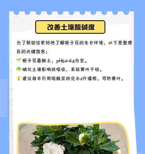 阳台栀子花枯萎的原因及预防措施是什么？