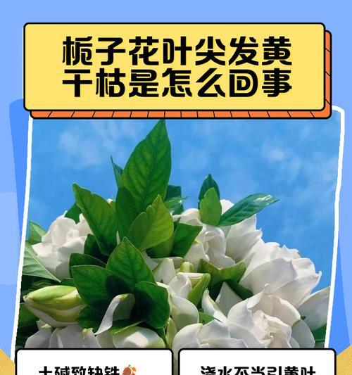 阳台栀子花枯萎的原因及预防措施是什么？