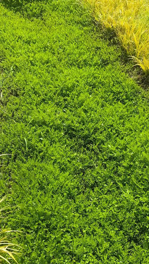 汪塘中适合种植哪些水生植物？
