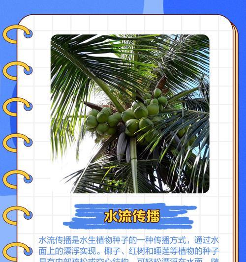 椰子种子传播方式有哪些？