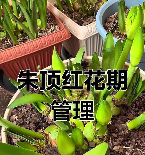 朱顶红新叶子发黄是什么原因？如何解决？