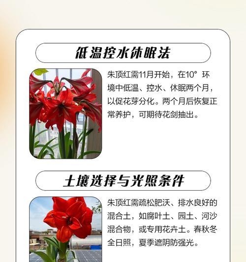 朱顶红新叶子发黄是什么原因？如何解决？