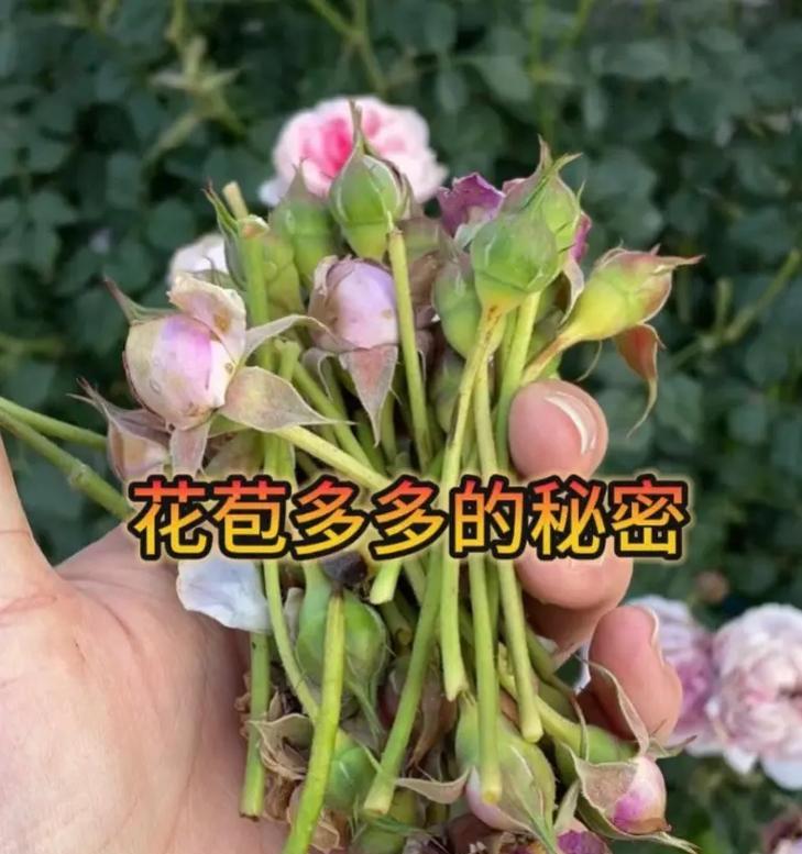 花苞期月季的养护方法是什么？如何促进花朵更好地开放？
