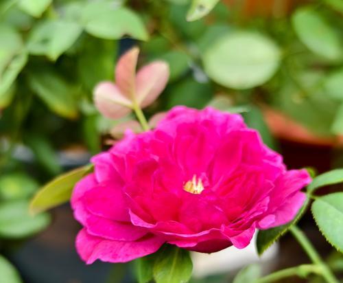 花苞期月季的养护方法是什么？如何促进花朵更好地开放？