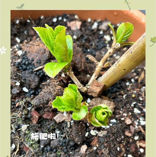 秀球花施肥方法和技巧有哪些？施肥的最佳时间和量是多少？