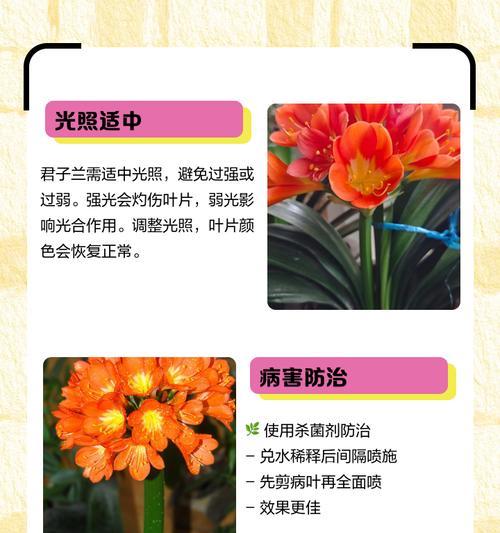 君子兰种子发黄怎么办？如何正确种植？