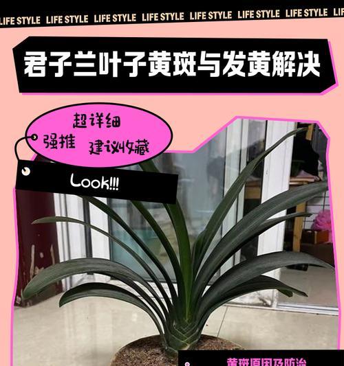 君子兰种子发黄怎么办？如何正确种植？