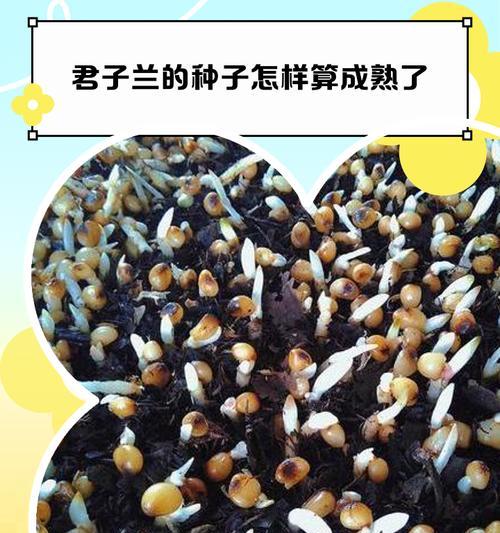 君子兰种子发芽液的成分和作用是什么？