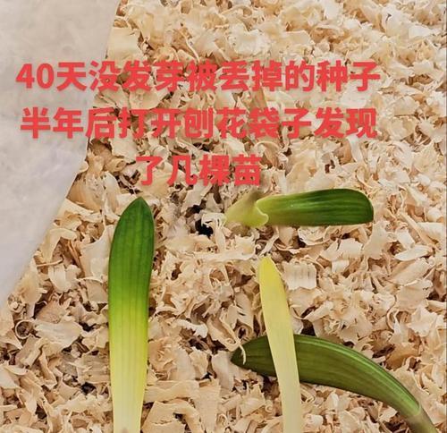 君子兰种子发芽液的成分和作用是什么？