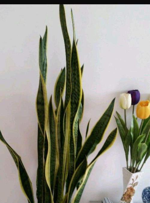 皮兰栽培技术有哪些？如何正确进行皮兰的种植和养护？